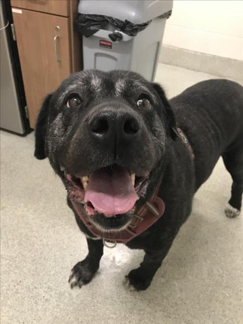 Juno - Mastiff