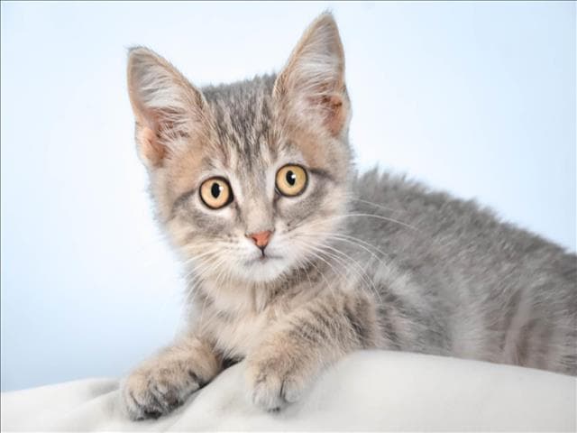 Jewels - Domestic Short Hair