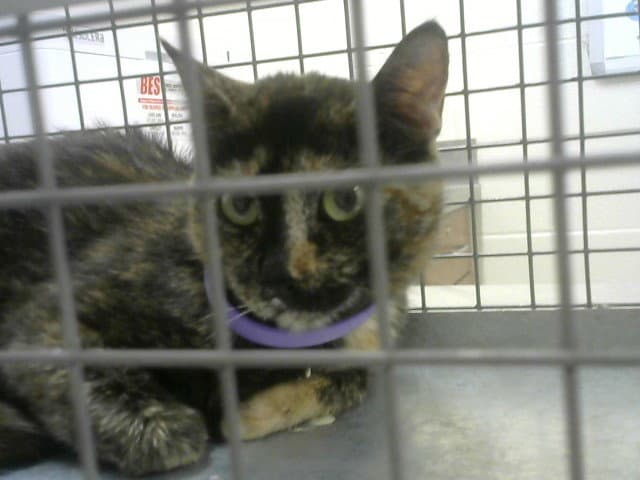 Mystery - Domestic Short Hair