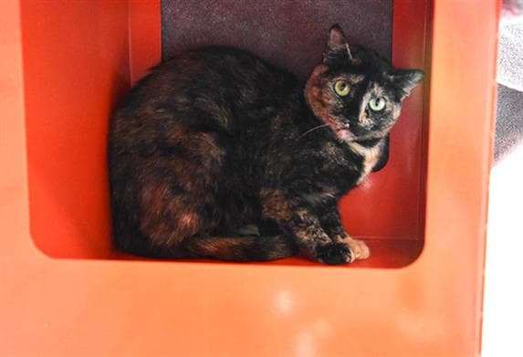 Mystery - Domestic Short Hair