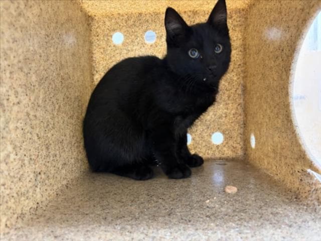 Nightshade - Domestic Short Hair