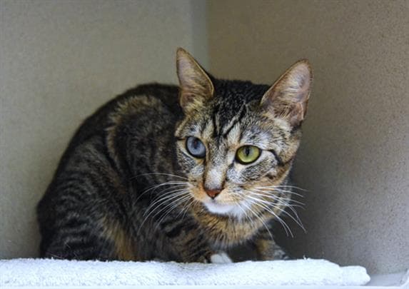 Junie - Domestic Short Hair