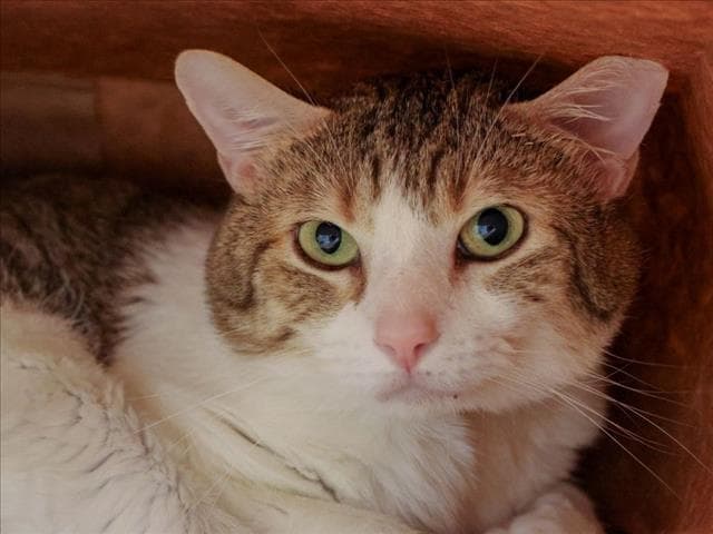 Bishop - Domestic Short Hair
