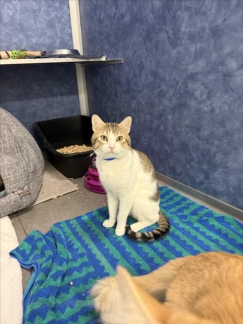 Bishop - Domestic Short Hair