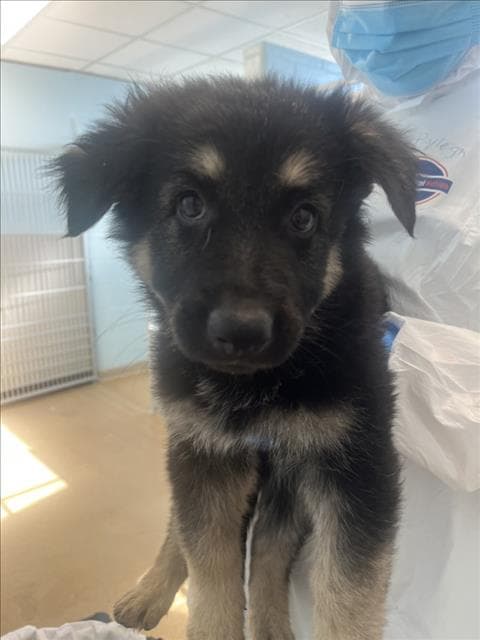 Solstice - German Shepherd Dog