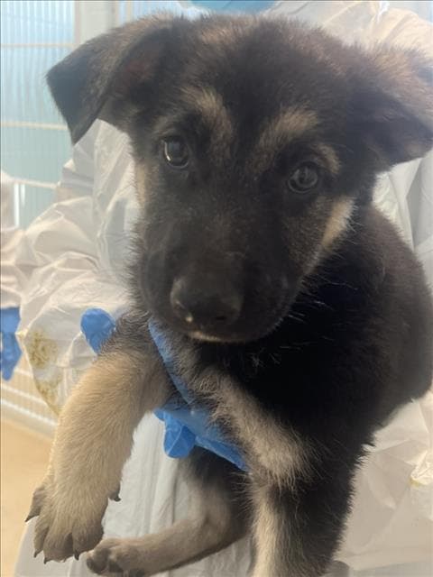Mars - German Shepherd Dog