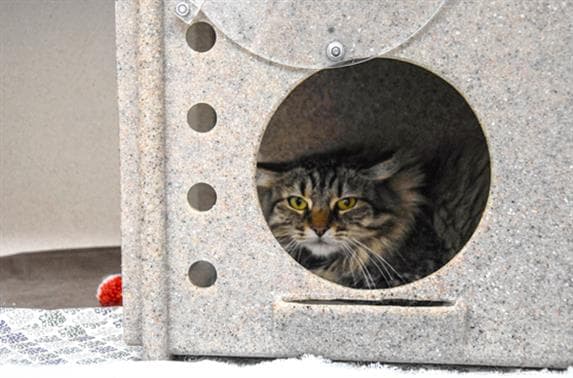Gabby - Domestic Medium Hair