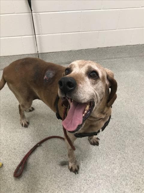 Red - English Coonhound