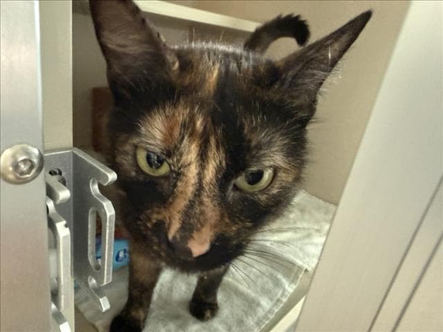 Tigga - Domestic Short Hair