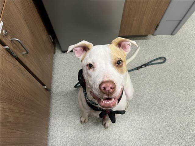 Canelo - Pit Bull Terrier