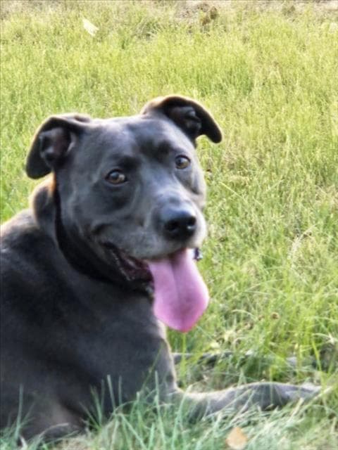 Loki - Pit Bull Terrier