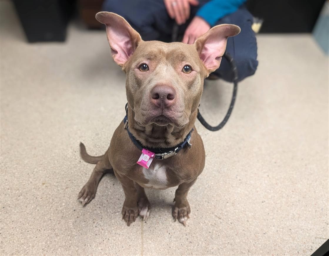 Jelly Bean - American Staffordshire Terrier