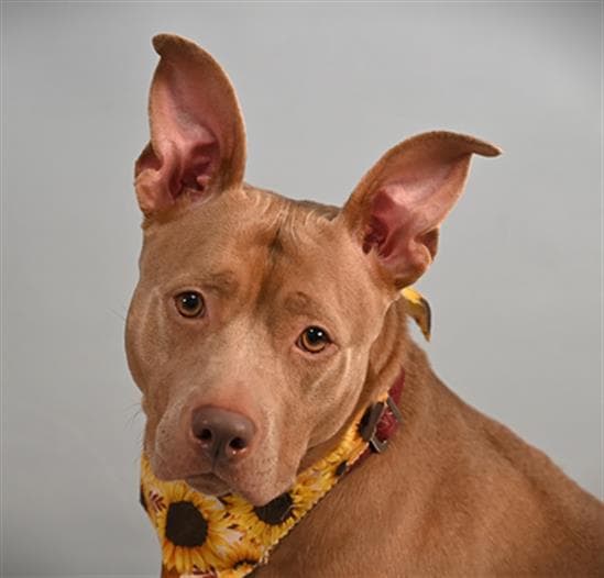Jelly Bean - American Staffordshire Terrier