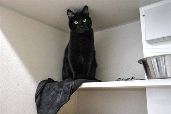 Cinder - Domestic Short Hair