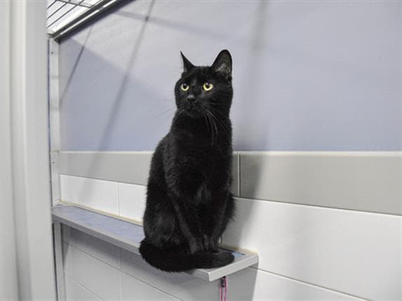 Cinder - Domestic Short Hair