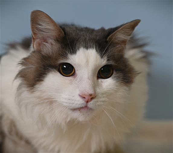 Henry - Domestic Long Hair