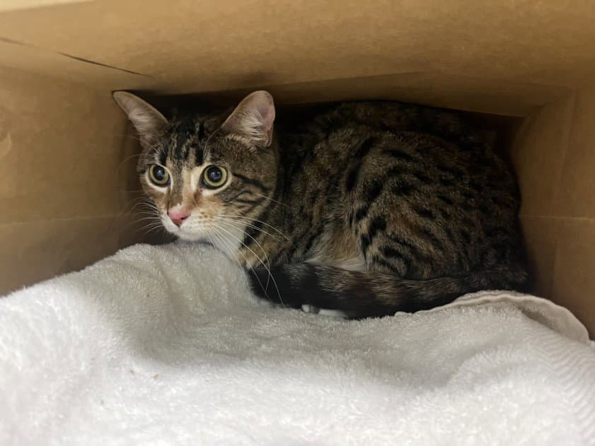 Precious - Domestic Short Hair