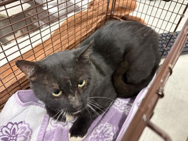 Miles - Domestic Short Hair