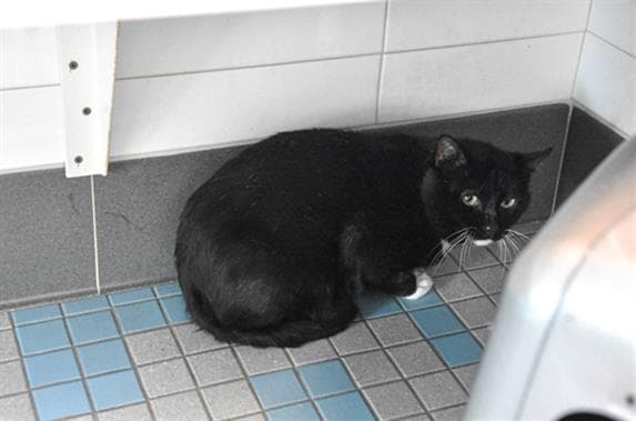 Miles - Domestic Short Hair