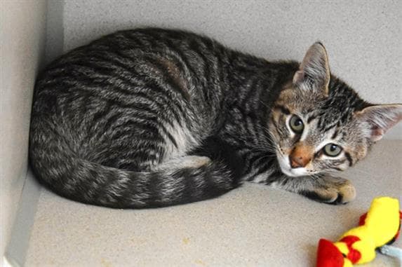 Nazz - Domestic Short Hair