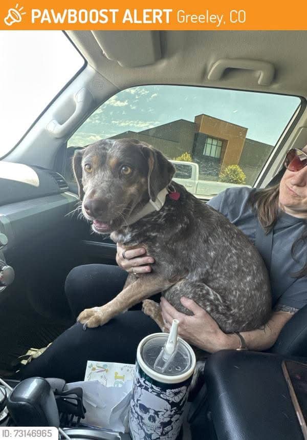 Autumn - Australian Cattle Dog/Blue Heeler