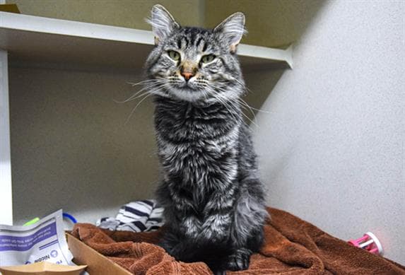 Kasper - Domestic Short Hair