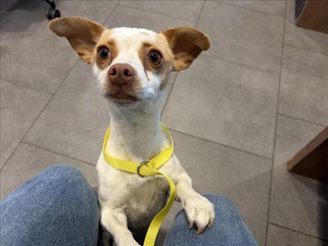 Miss Molly - Chihuahua