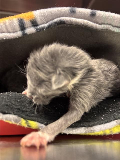Buddy - Domestic Short Hair
