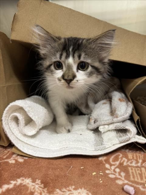 Minny - Domestic Short Hair