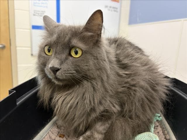 Persia - Domestic Long Hair