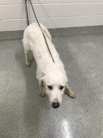 Liberty - Great Pyrenees