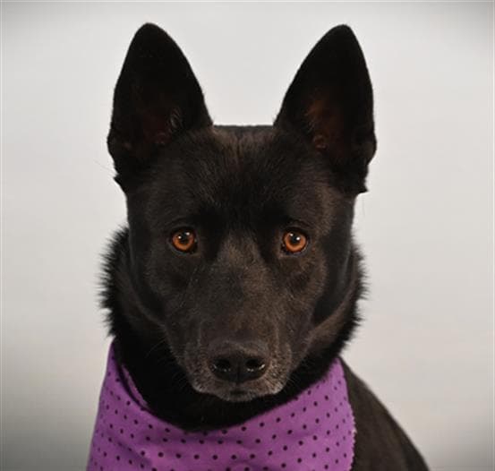 Kalypso - Australian Cattle Dog/Blue Heeler