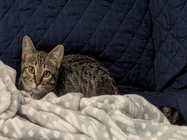 Grace - Domestic Short Hair