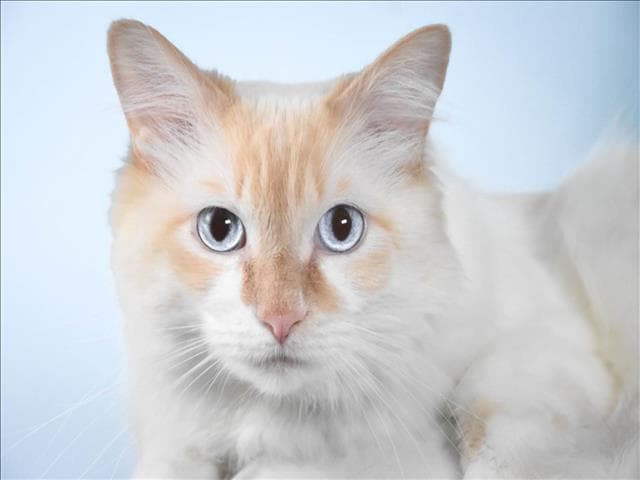 Ron - Domestic Medium Hair