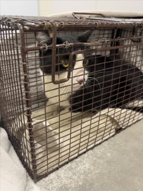 Quintin - Domestic Short Hair