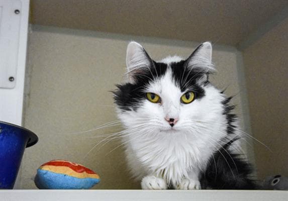 Effie - Domestic Long Hair