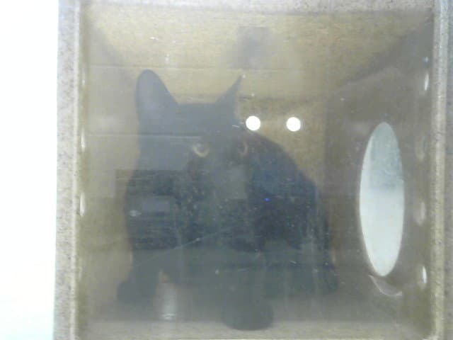 Ryder - Domestic Short Hair