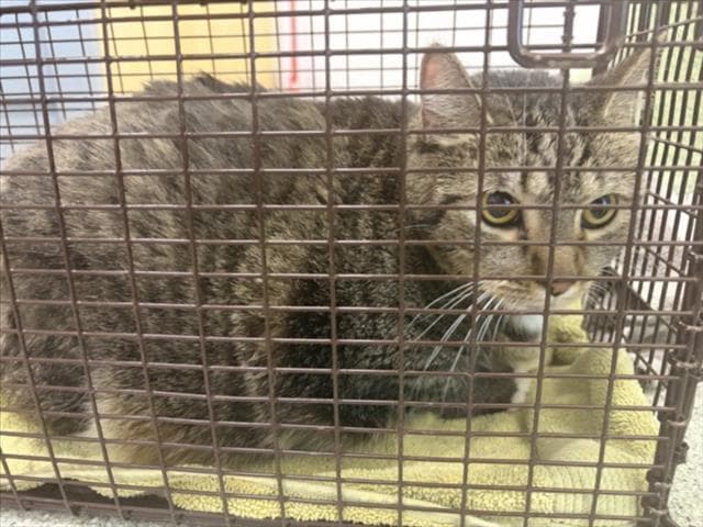 Molli - Domestic Short Hair