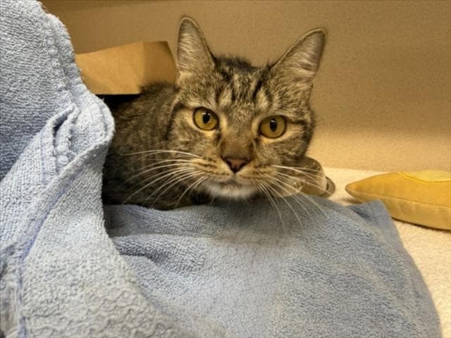 Molli - Domestic Short Hair