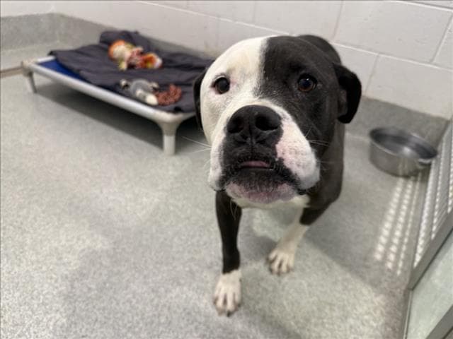 Mr Man - Pit Bull Terrier
