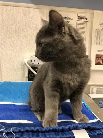 Hermione Granger - Domestic Short Hair