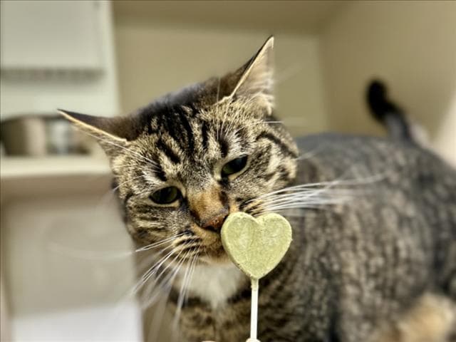 Moki - Domestic Short Hair