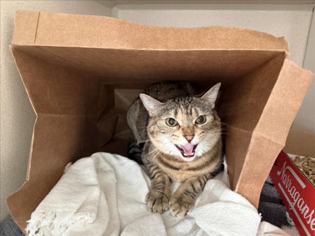Pollo - Domestic Short Hair