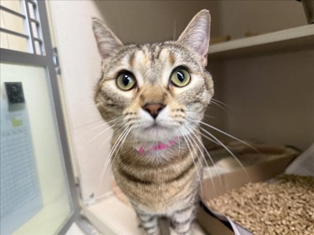 Pollo - Domestic Short Hair
