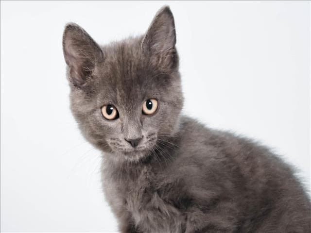 Cloud - Domestic Medium Hair