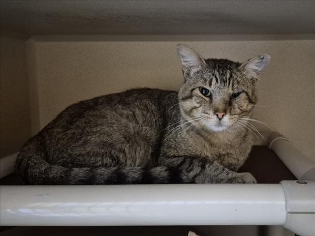 Ace - Domestic Short Hair