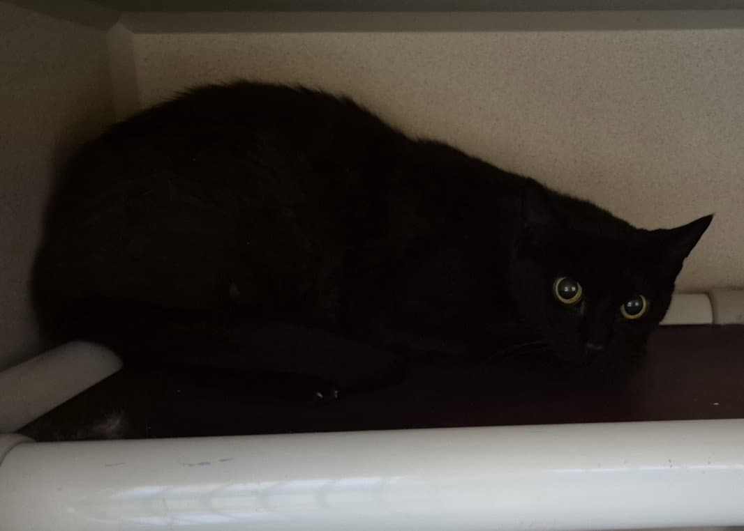 Autumn - Domestic Short Hair