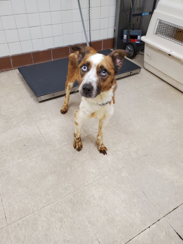 Ariel - Australian Cattle Dog/Blue Heeler