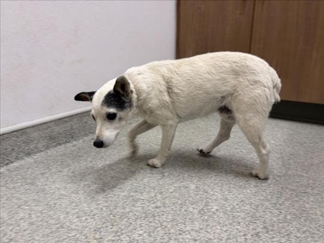 May Bell - Jack Russell Terrier (Parson Russell Terrier)
