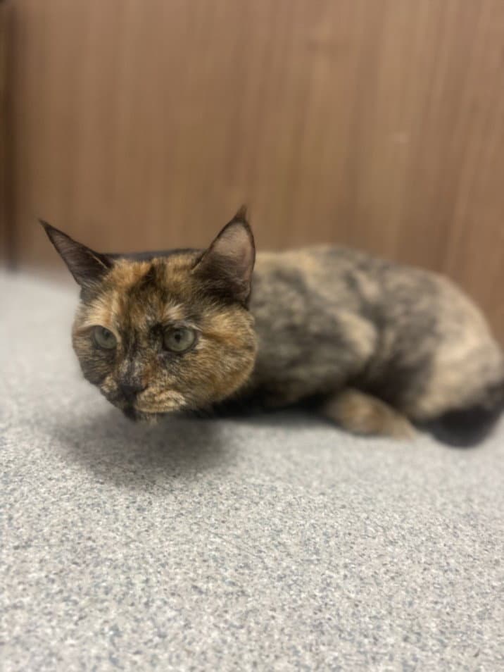 Romie - Domestic Short Hair
